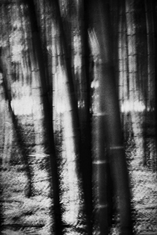  Bamboo. France, 2005
40 x 60 cm
Photograph CLA0003015
500 €