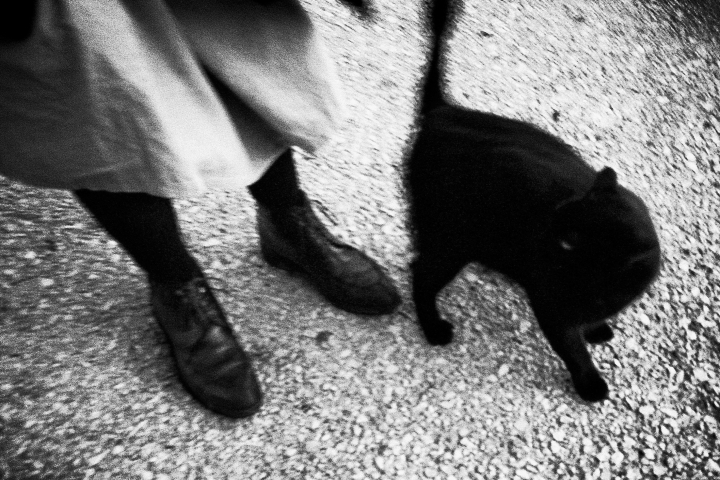  Black cat. France, 2020
40 x 60 cm
Photograph CLA0003019
500 €
