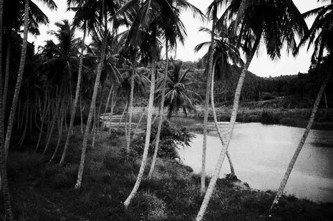 116/117 Oscillations. Coconut grove, Dominican Republic.
